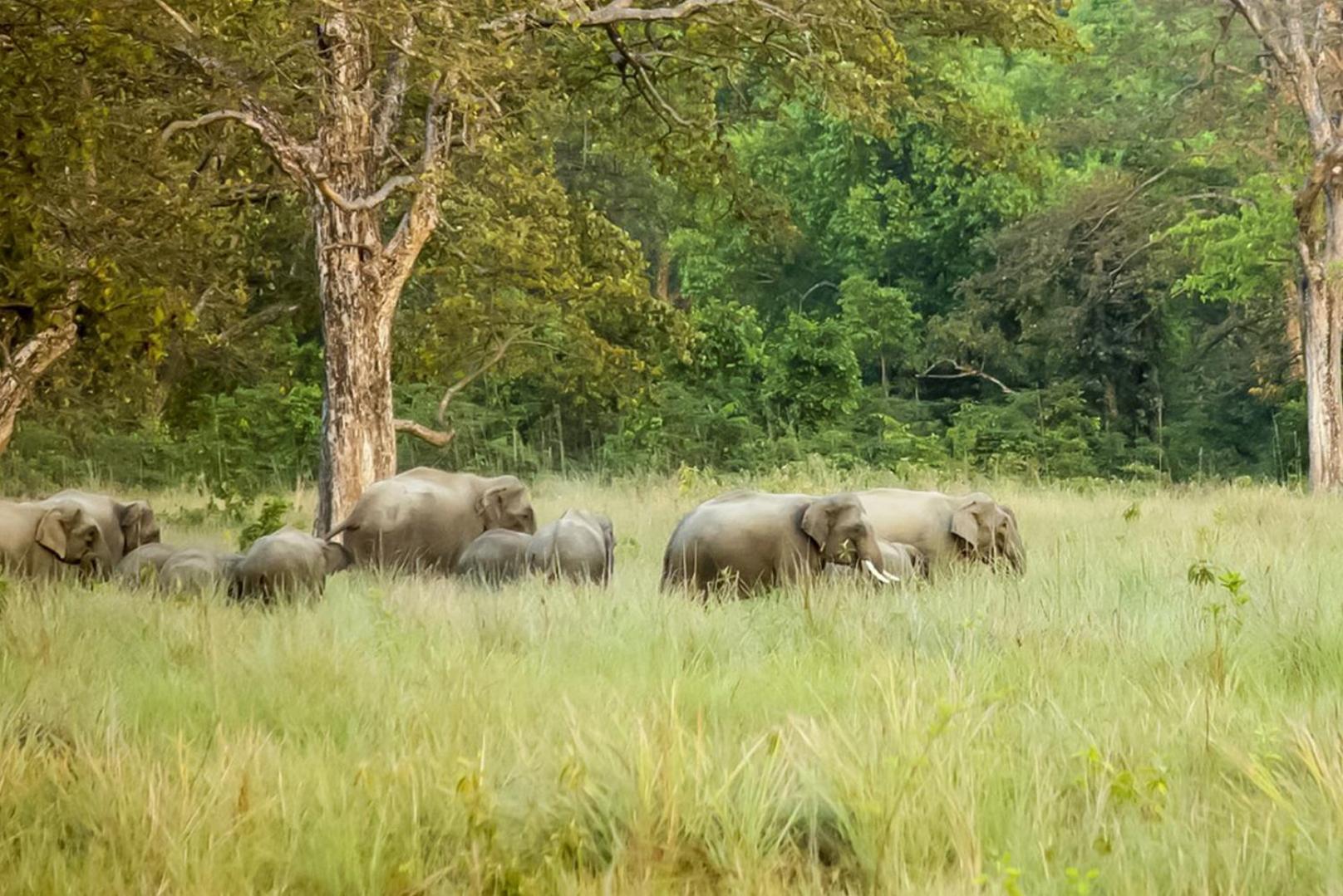Forest Hideaway Resort Pvt Ltd Bardiya Exteriér fotografie